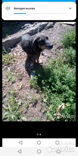 Собака в добрые руки