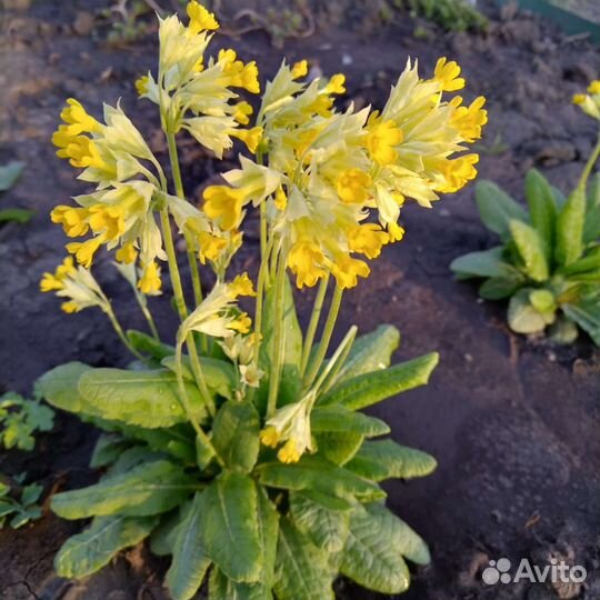 Почвопокровные растения