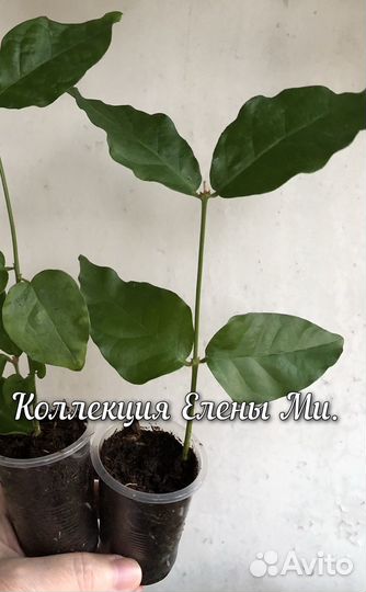 Жасмин комнатный