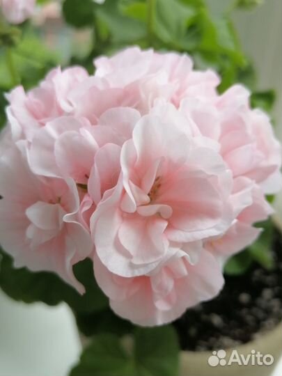 Сортовые пеларгонии