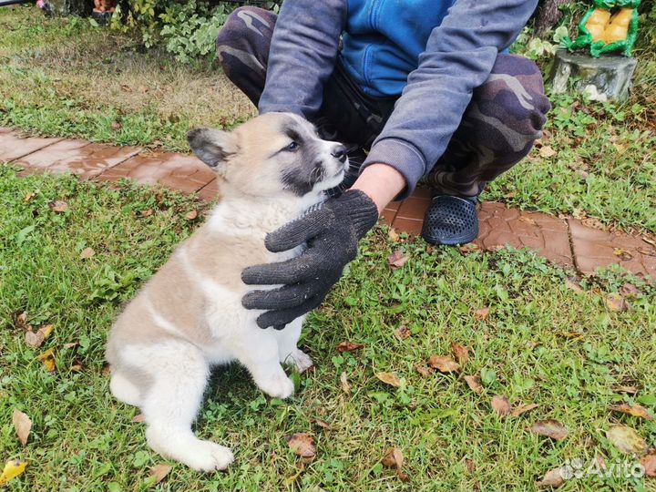 Щенок лайки