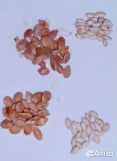 Тыквенные семечки на посадку