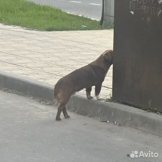 Собака щенок