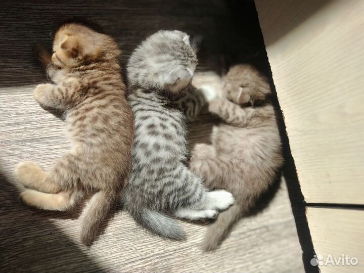 Вислоухие котята