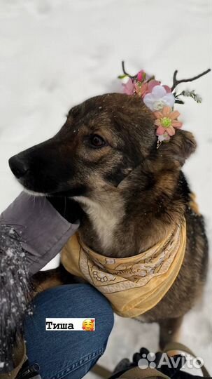 Собака из приюта