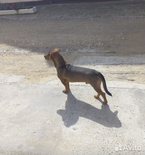 Домашние животные собаки