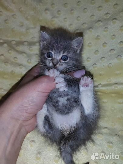 Котенок в дар