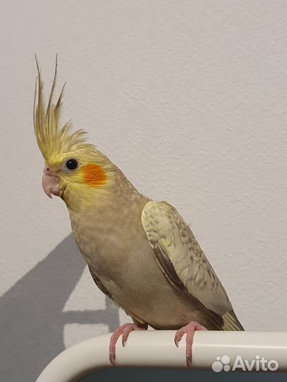 Птенцы кореллы