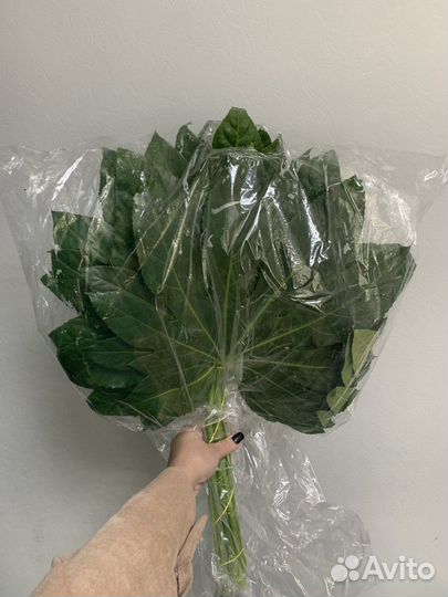 Живые цветы оптом опт цветы опт розы