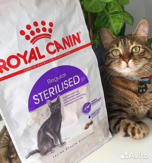 Kорм для кошек royal canin Корм для кошек Royal Ca