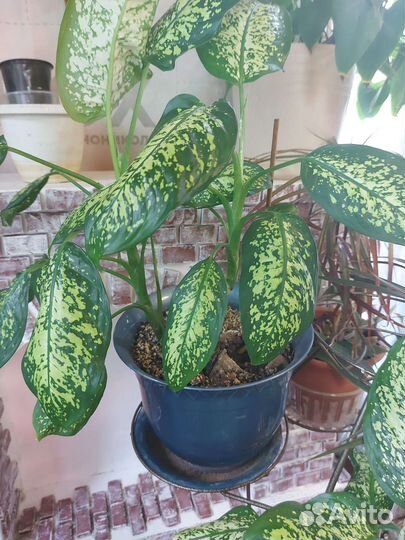 Диффенбахия