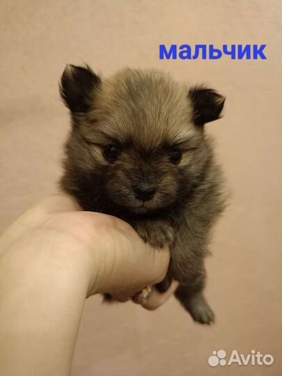 Щенки шпица