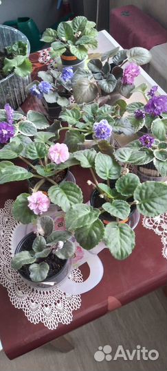 Фиалки домашние