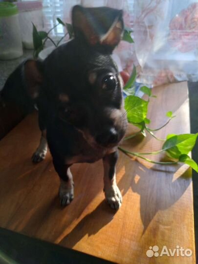 Мальчик породы той- терьер