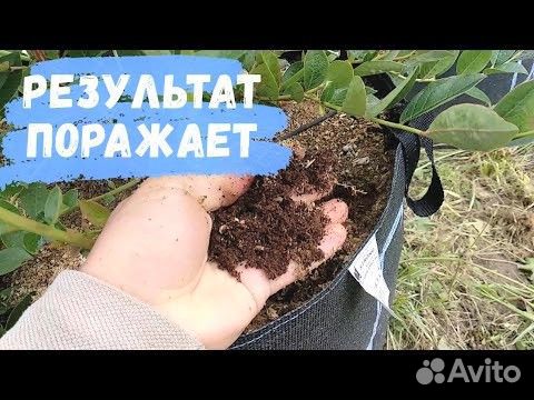 Торф под голубику