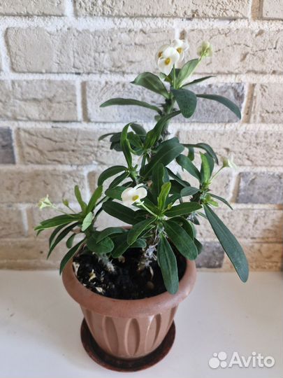 Эуфорбия миля белая