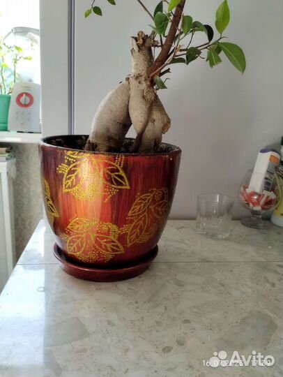 Фикус гинсенг