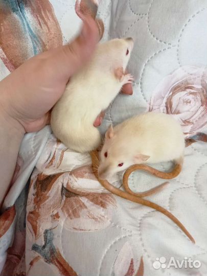 Крысята сиамские девочки