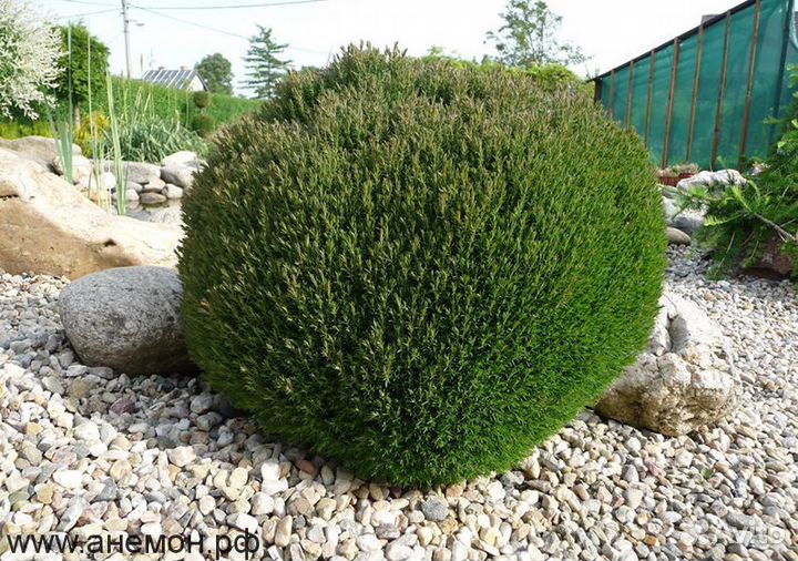 Туя западная тедди