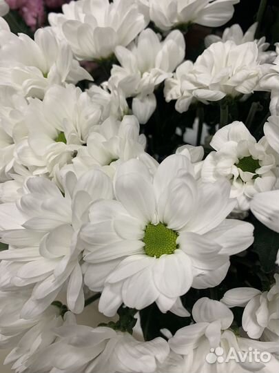 Растения, букет хризантемы, хризантема кустовая