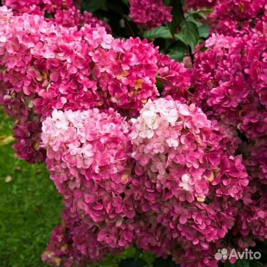 Гортензии, розы новинки