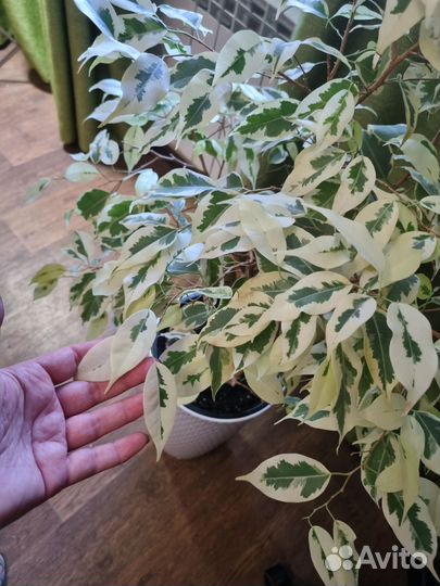 Фикус Бенджамина Де Гантель