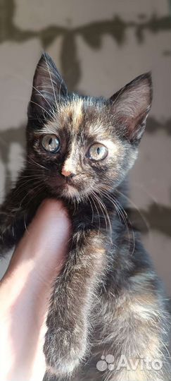 Котенок в добрый руки