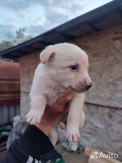 Щенки