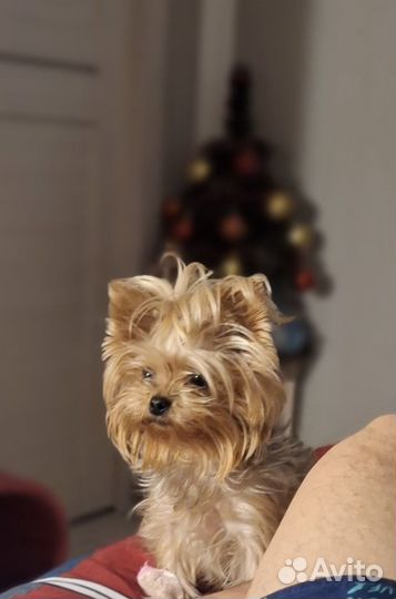 Йоркширский терьер