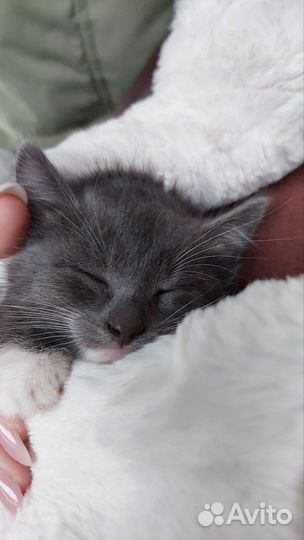Котенок