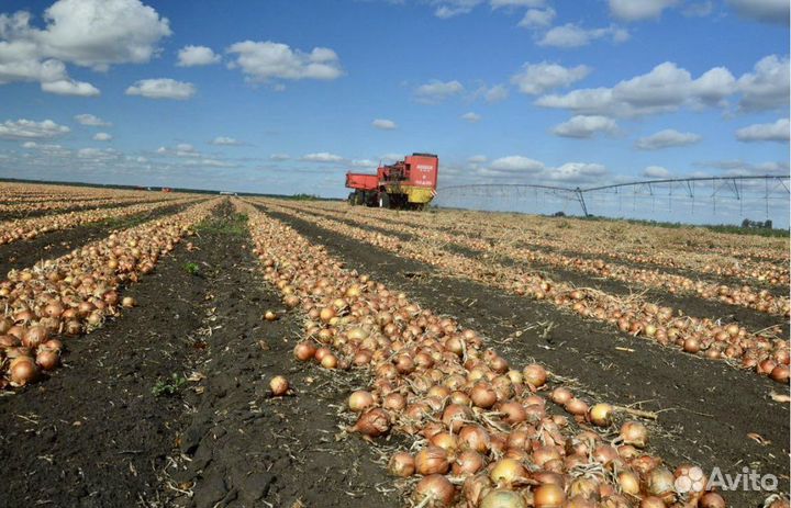 Инвестиции, 30 процентов прибыль