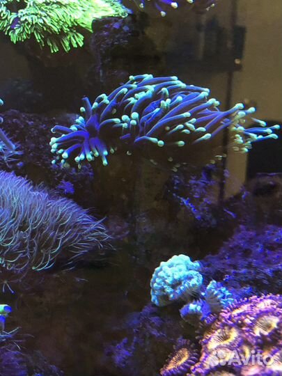 Эуфилия, морские кораллы