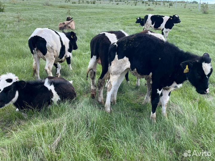 Телята бычки с 5 до 7 месяцев