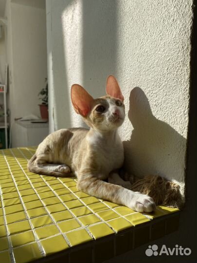 Корниш рекс котенок