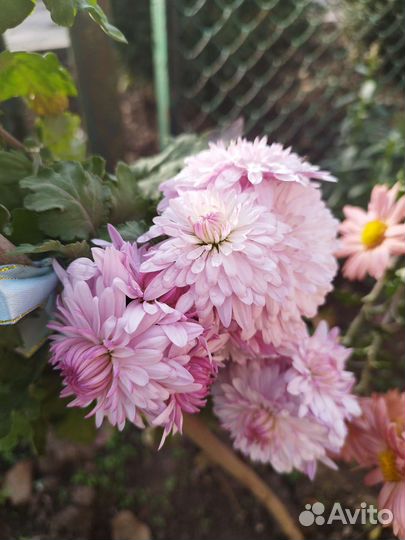 Хризантема