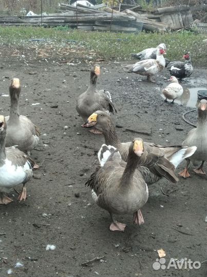 Гуси Тульские горбоносые