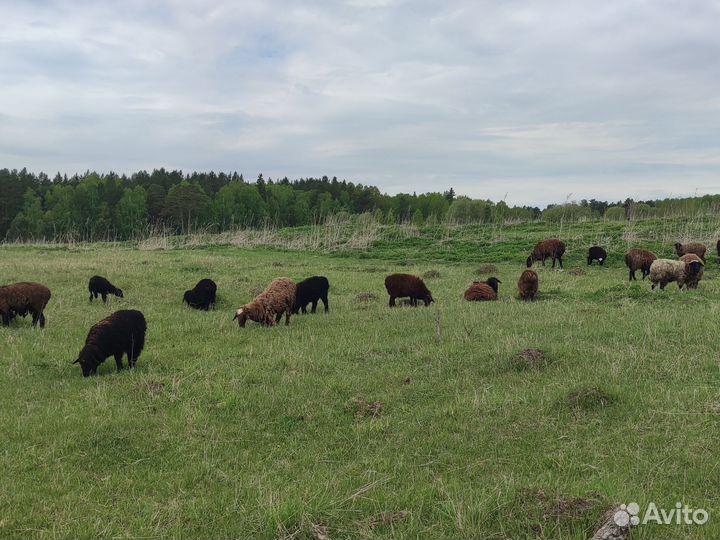 Овцы на разведение и бараны на мясо