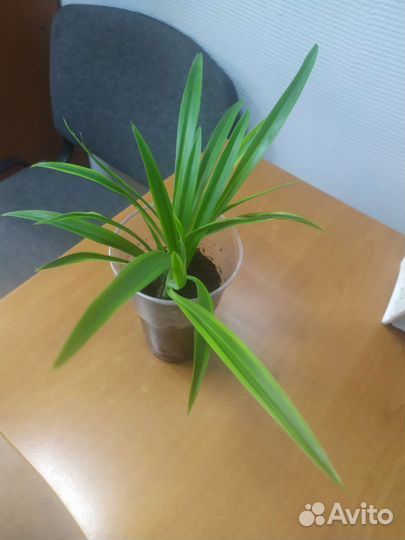 Хлорофитум