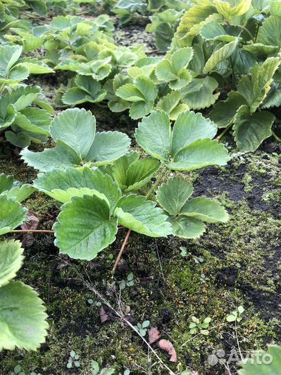 Клубника ранняя Хоней. Саженцы окс