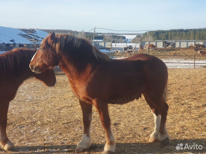 Жеребец тяжеловоз