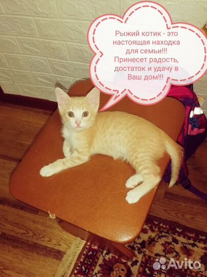 Две кошечки (мама британка, папа Россиянин)