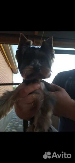 Йоркширский терьер мини, вязка