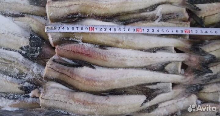 Минтай 30+ см