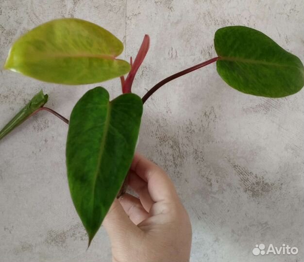 Филодендрон Медуза