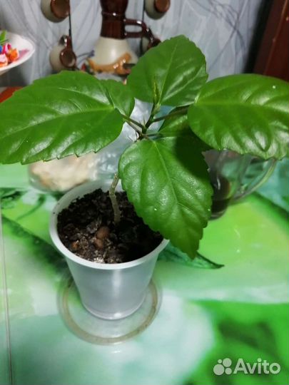 Гибискус Китайская роза