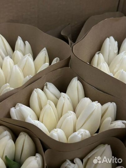 Тюльпаны белые 15шт в крафт бумаге
