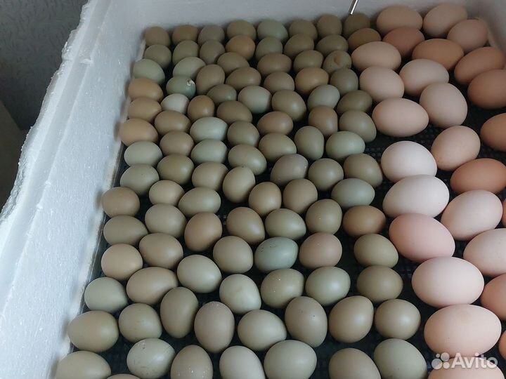 Домашние куриные яйца, перепелиные яйца, фазанов