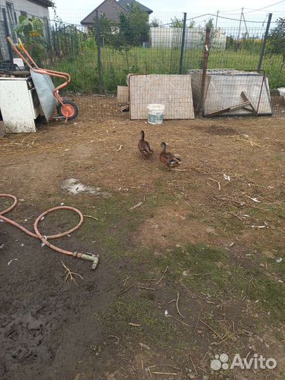 Подсадные утки для охоты