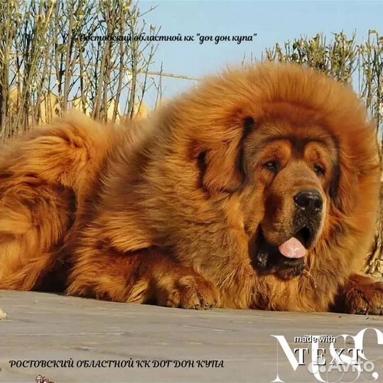 Тибетский мастиф щенки