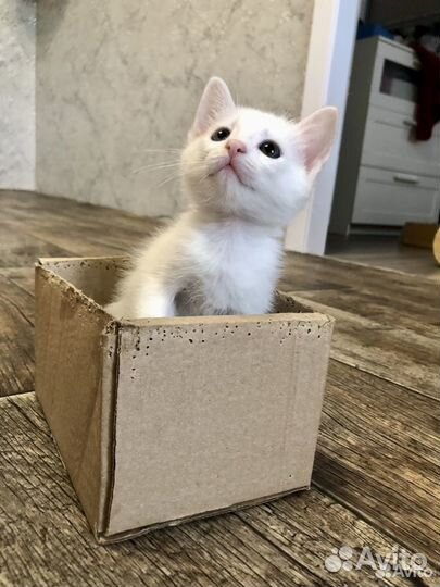 Котёнок отдам бесплатно